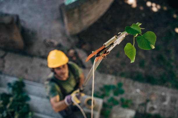 Tree Service Company in New Haven, WV